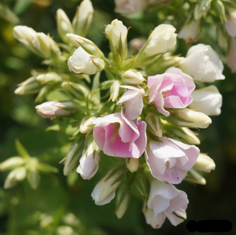 Crème de la Crème Phlox